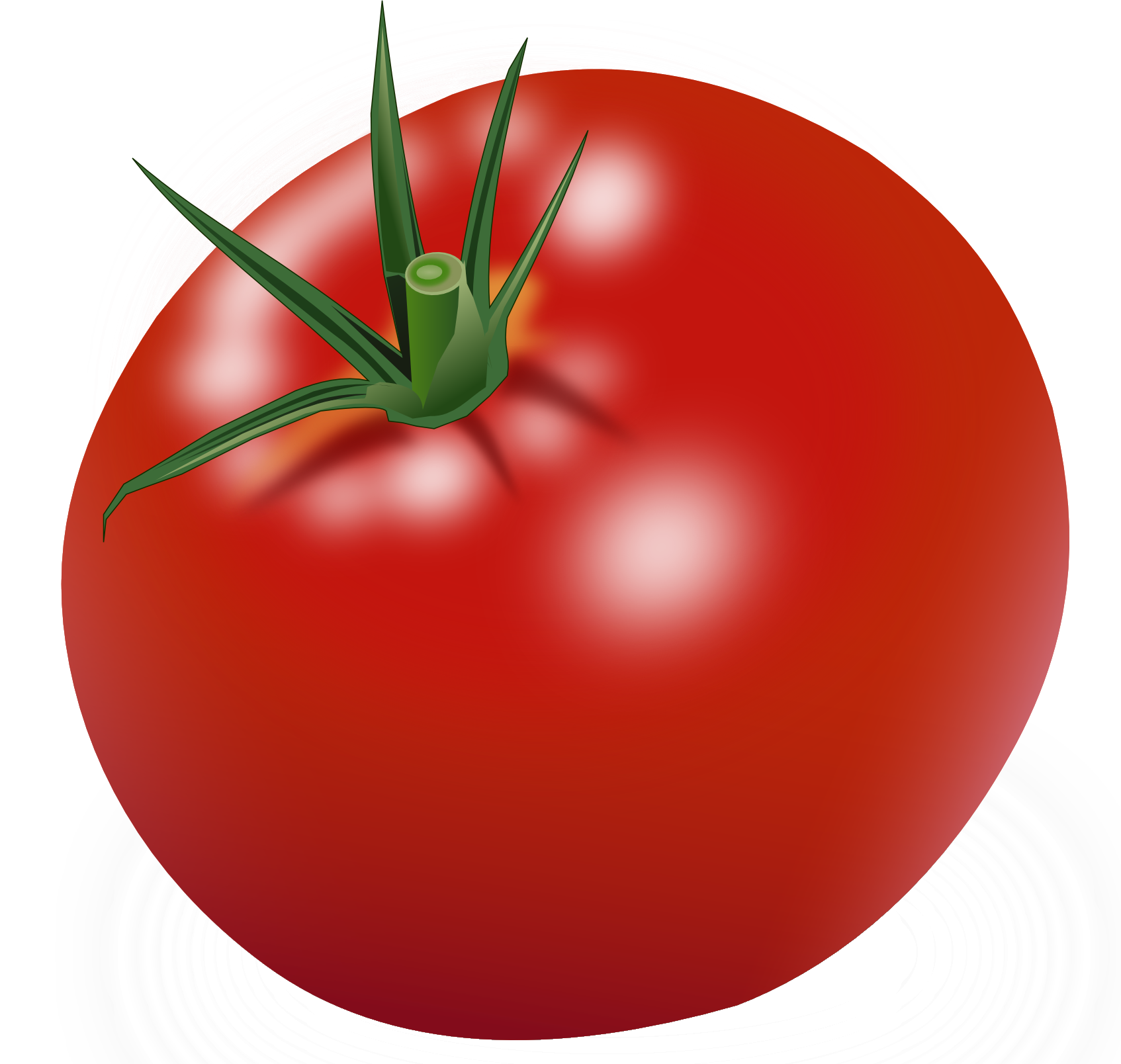 Große rote Tomate