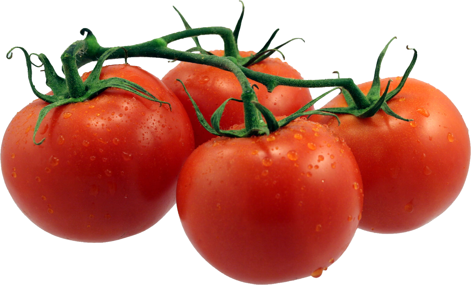 Cztery pomidory na gałęzi