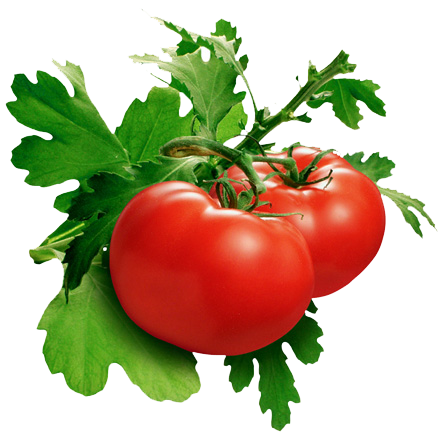 Tomaten mit Blättern