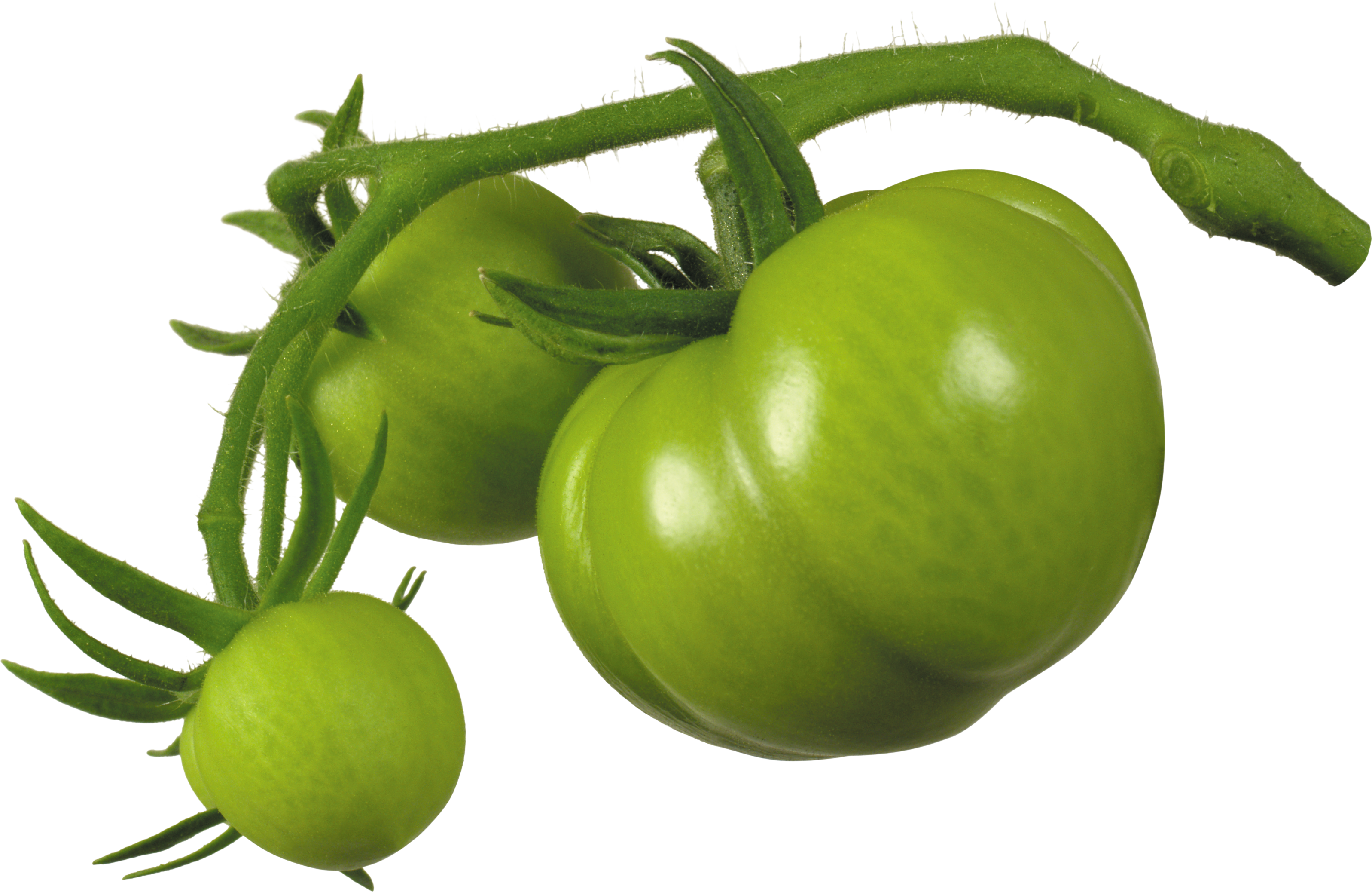 Pomodori verdi sul ramo