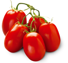 Muitos tomates no galho