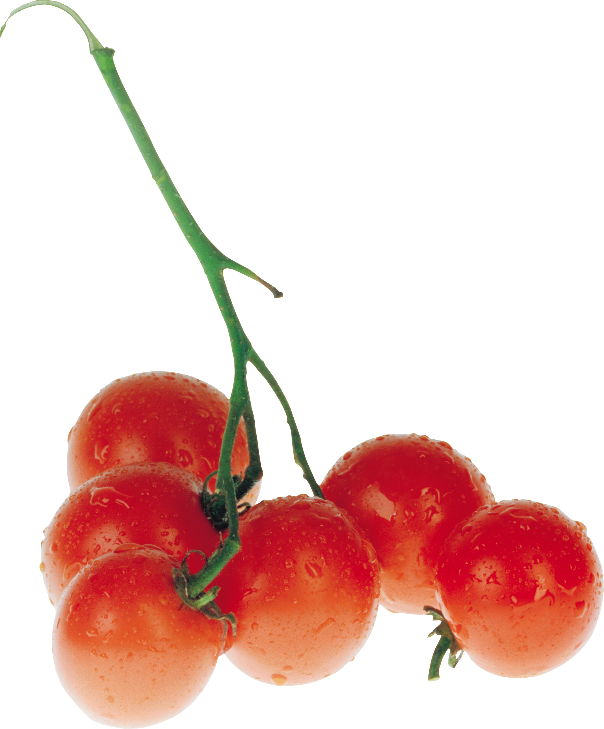 Tomates sur branche