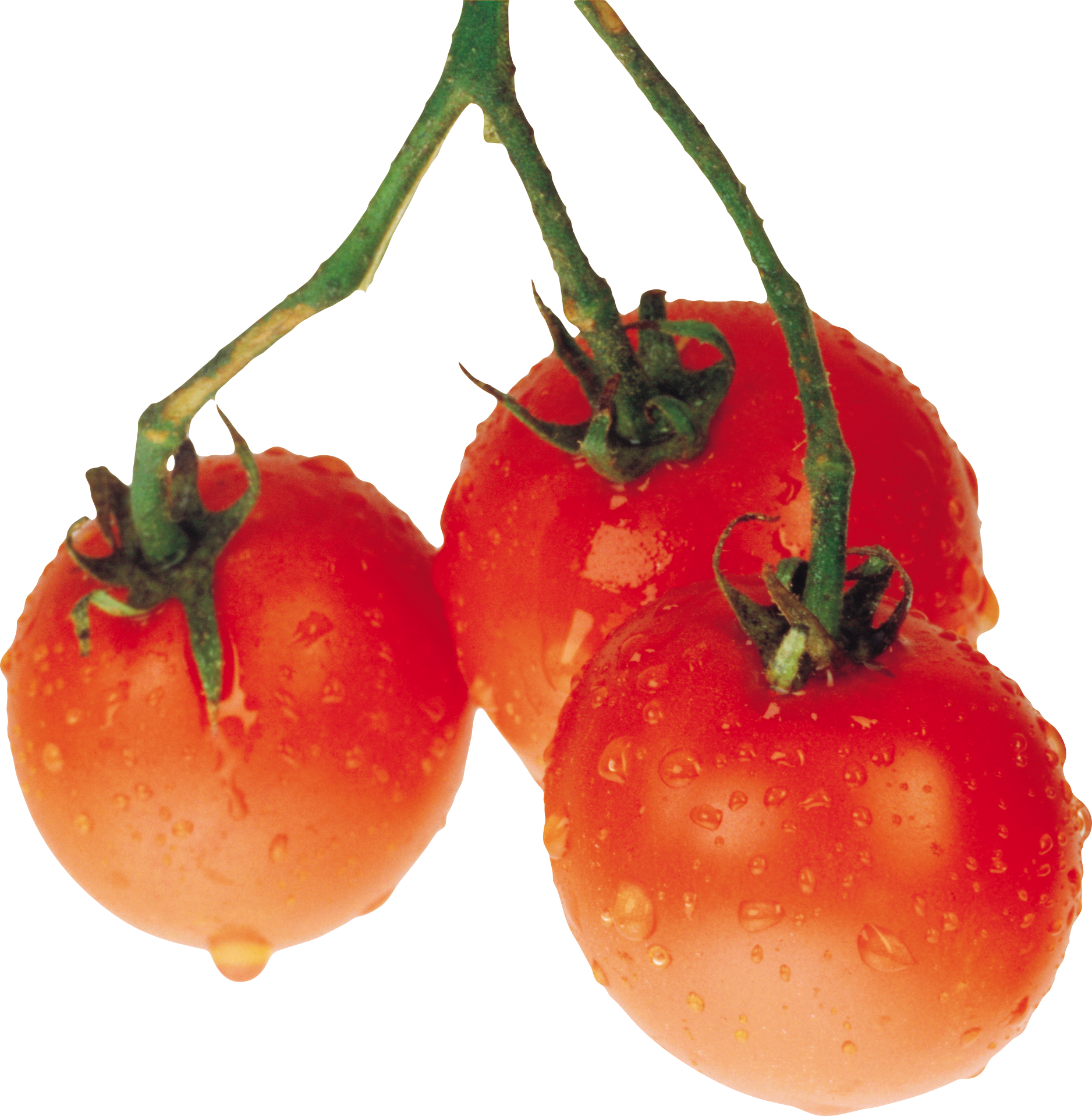 Pomidor z kroplami wody