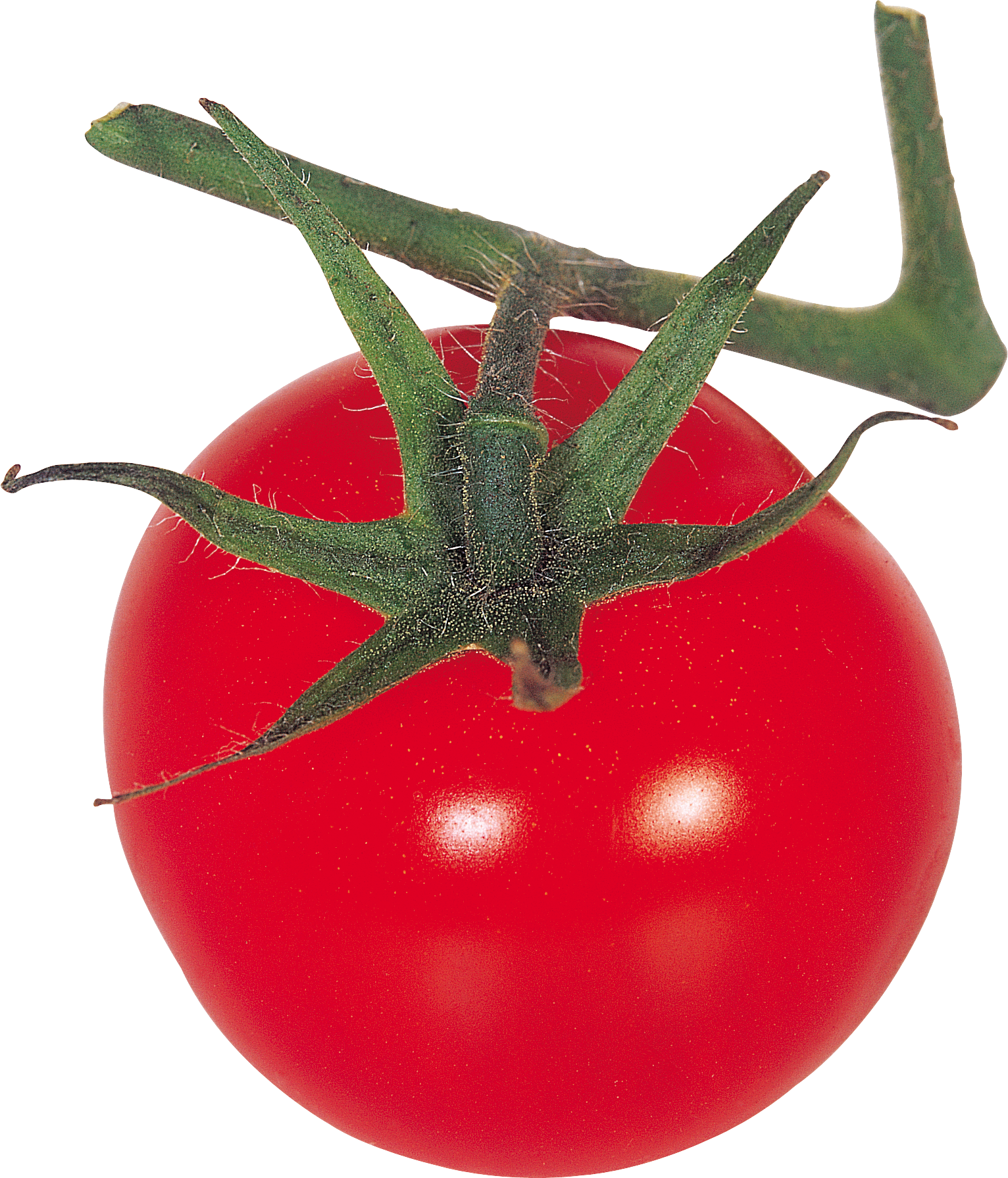 Tomate auf Zweig