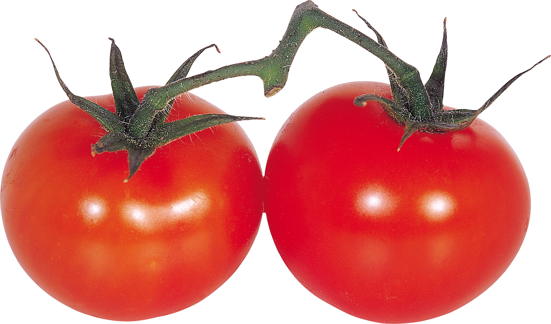 Tomates rouges sur branche