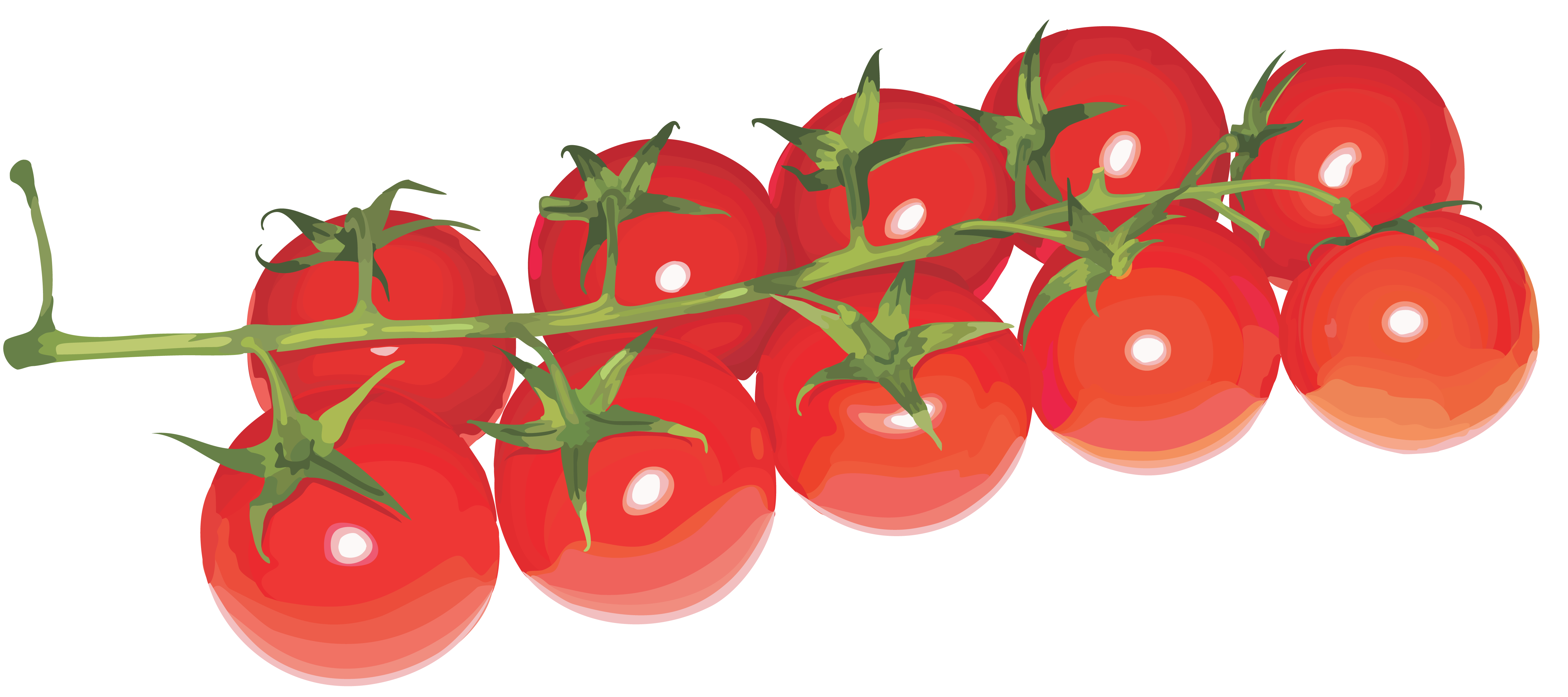Tomaten auf Zweig
