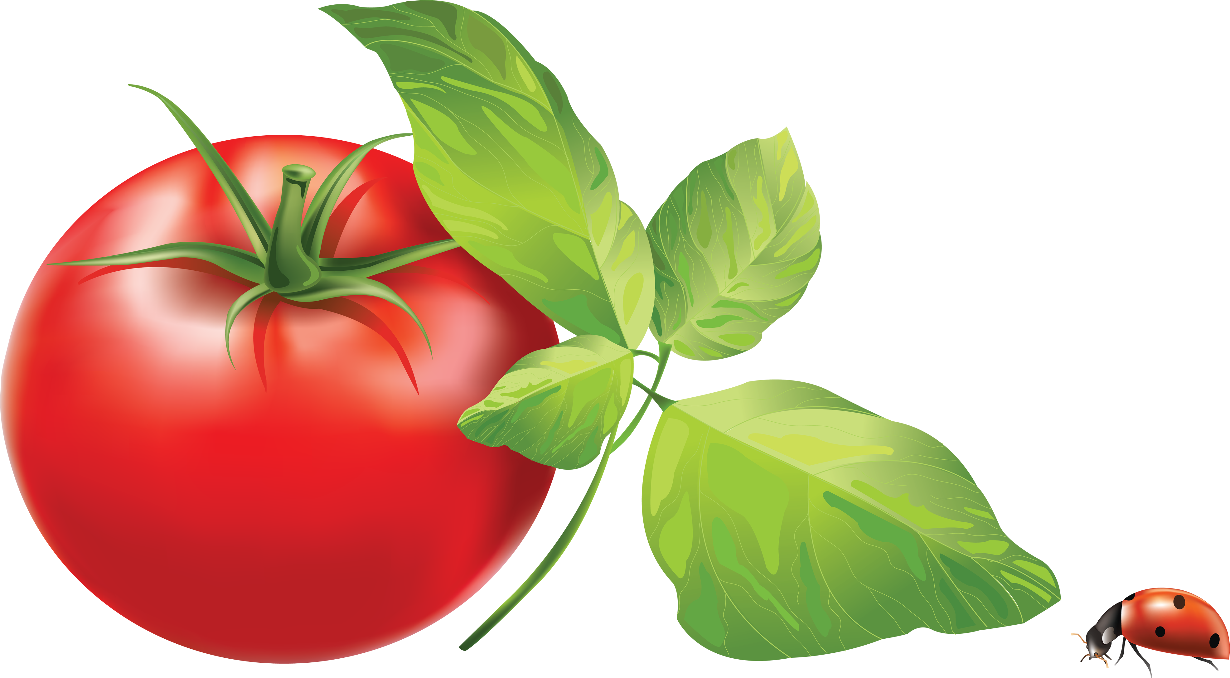 Tomate ohne Blätter
