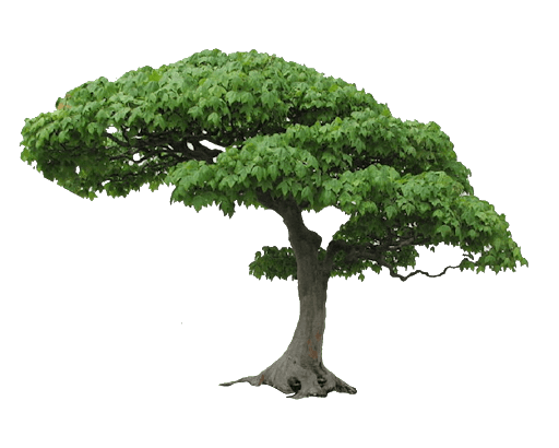 ต้นไม้
