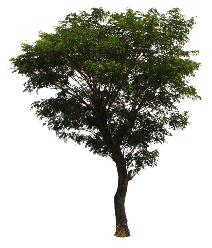 Ağaç