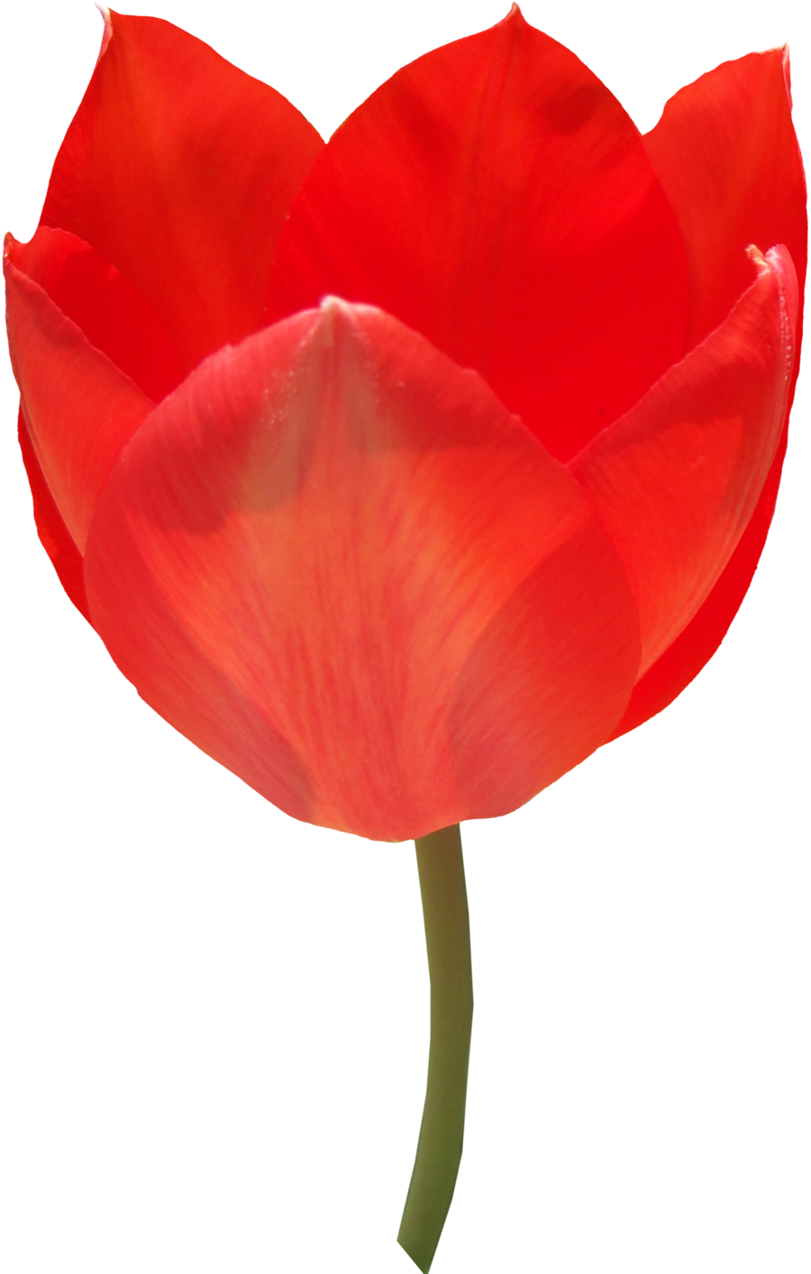 Hoa tulip đỏ