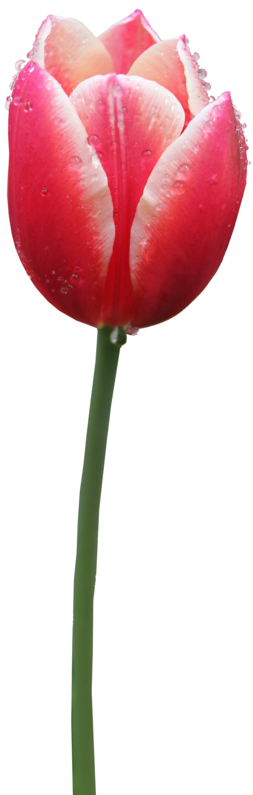 Tulipano