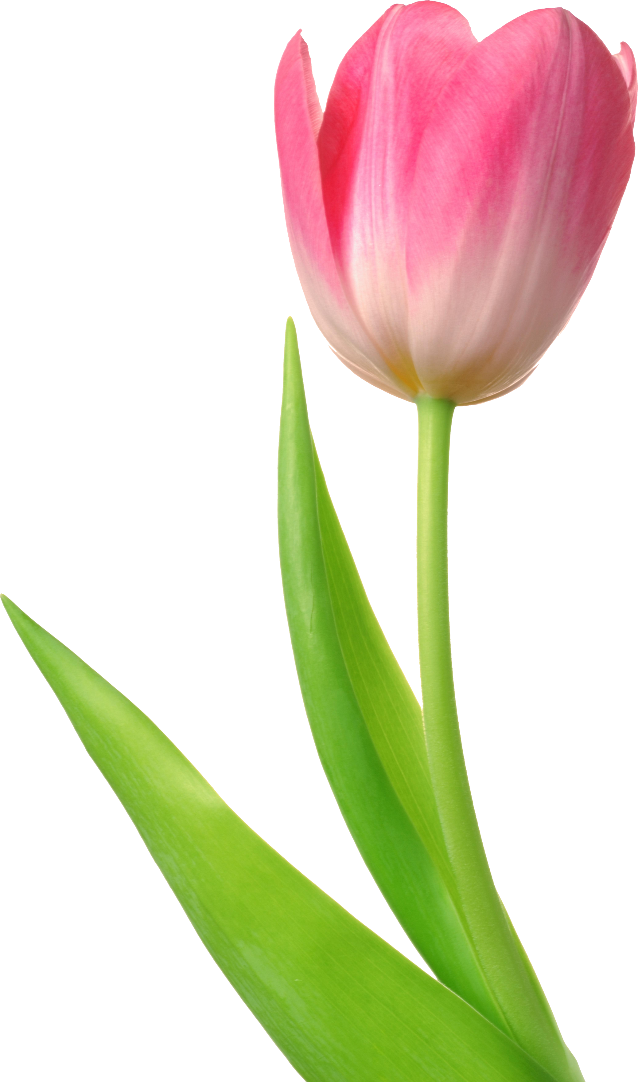 Bunga tulp