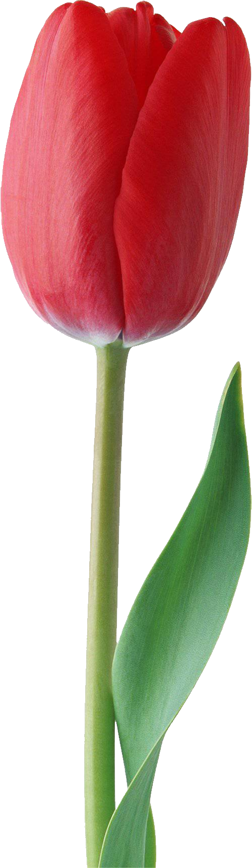 Tulip merah