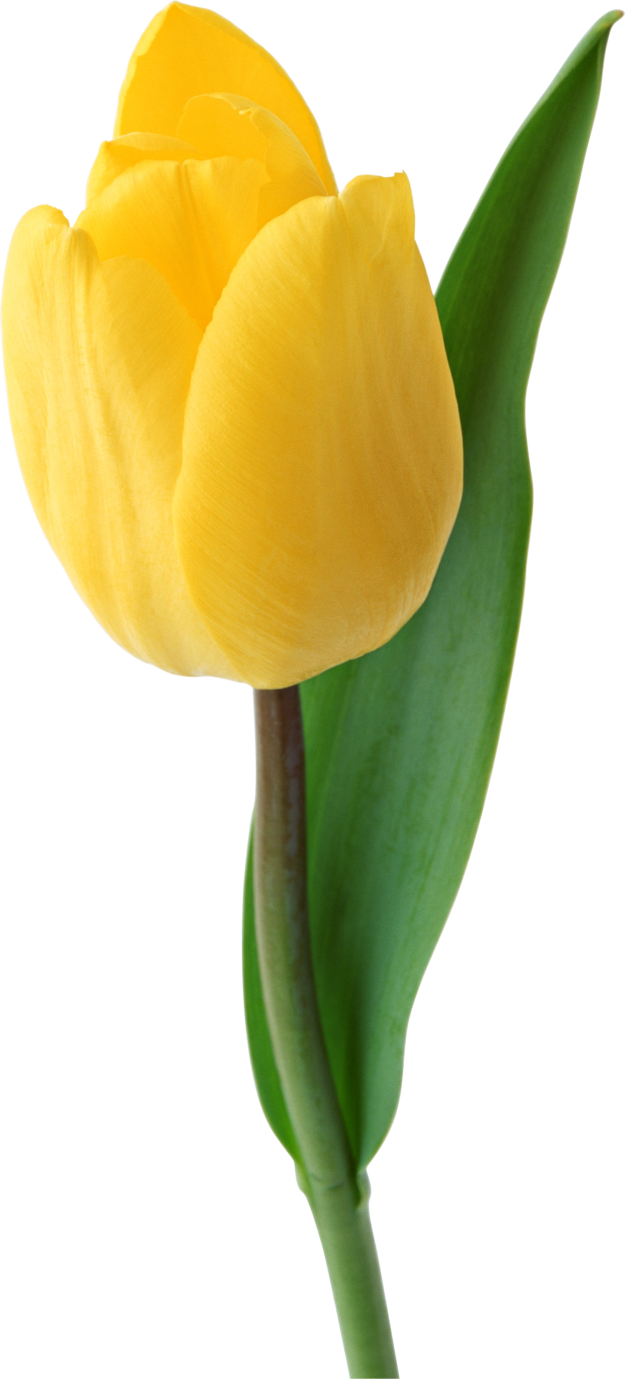 Tulipa amarela