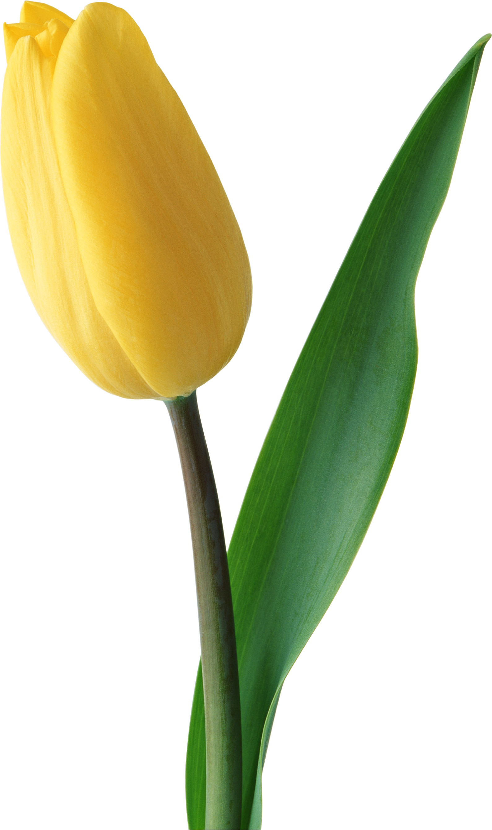 Tulipe jaune