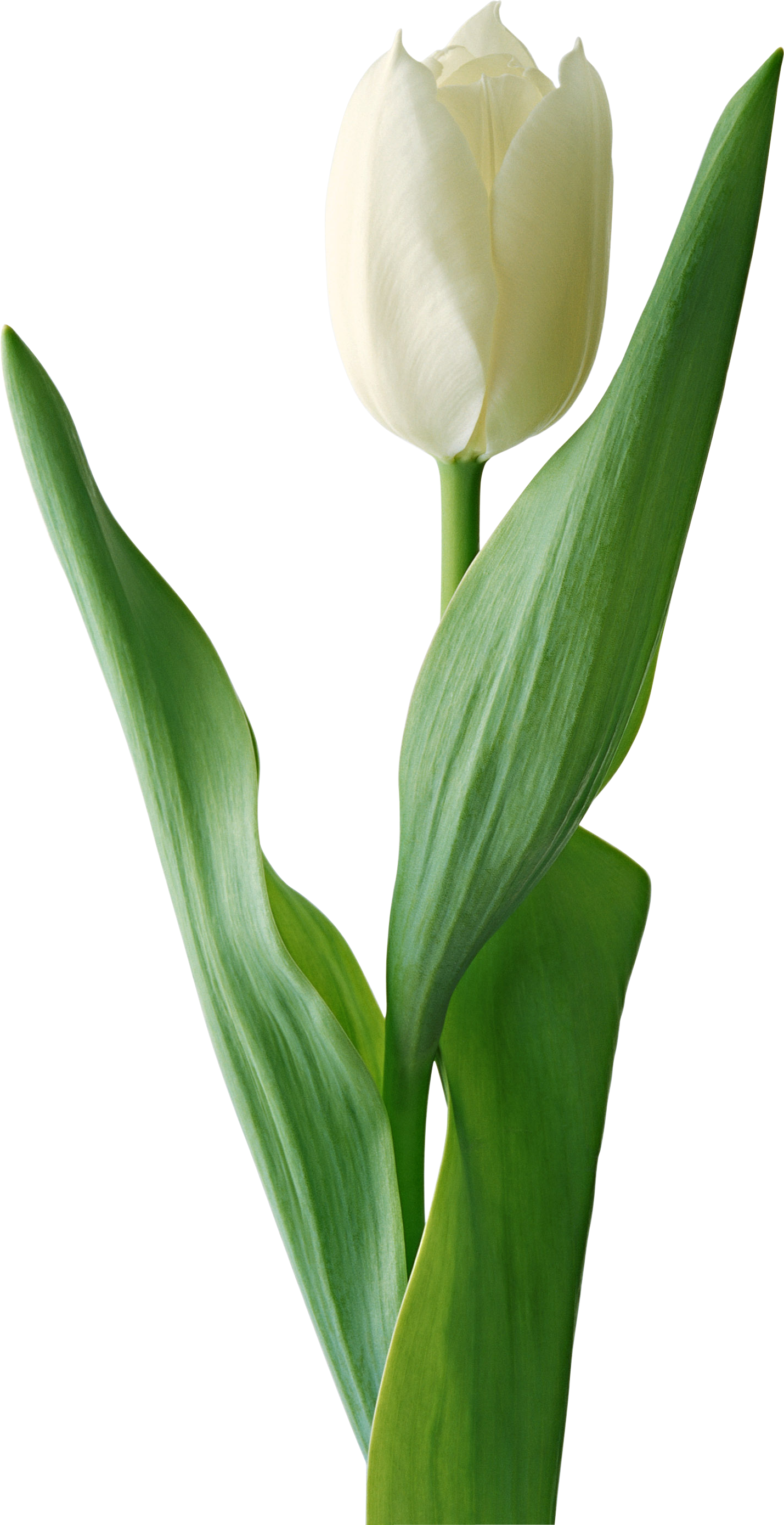Tulipa branca