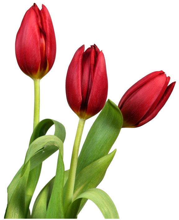 Tulipa