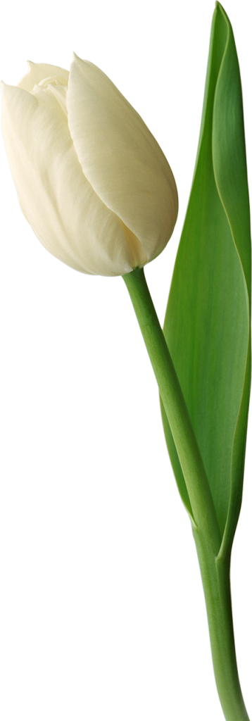 Tulip putih