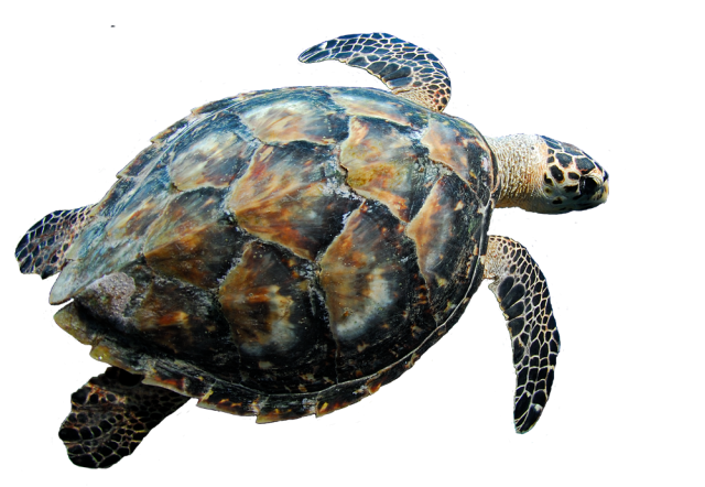 Żółwie, żółwie morskie