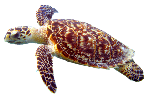 Tartarughe, tartarughe marine