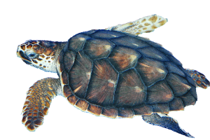 Żółwie, żółwie morskie