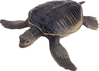Schildkröten, Meeresschildkröten
