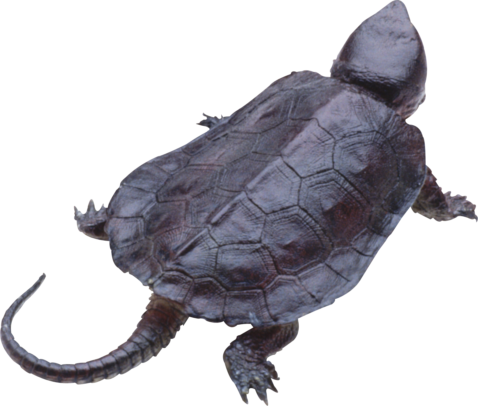 żółw