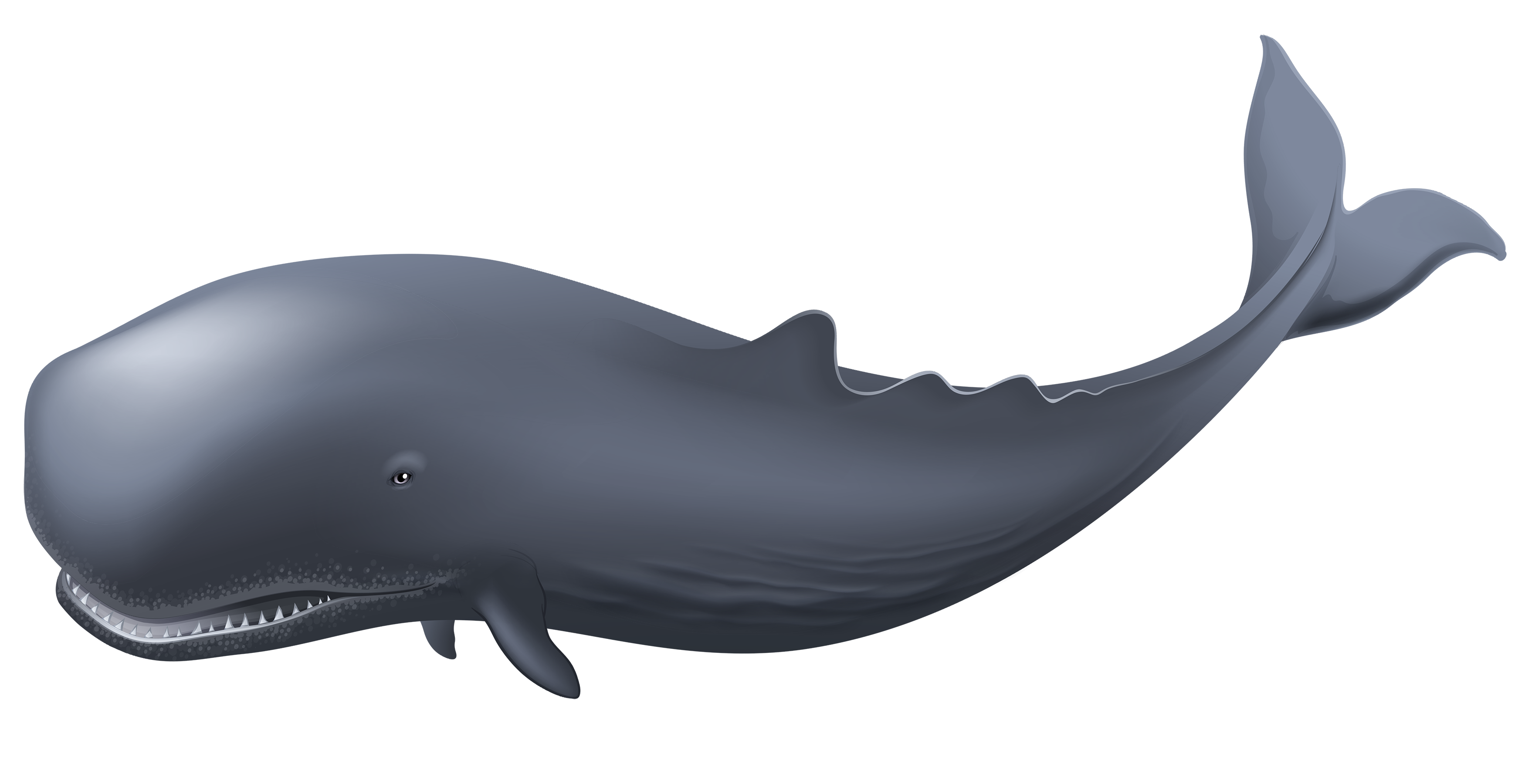 Wieloryb