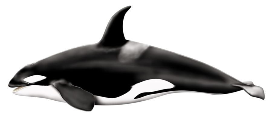 Balena