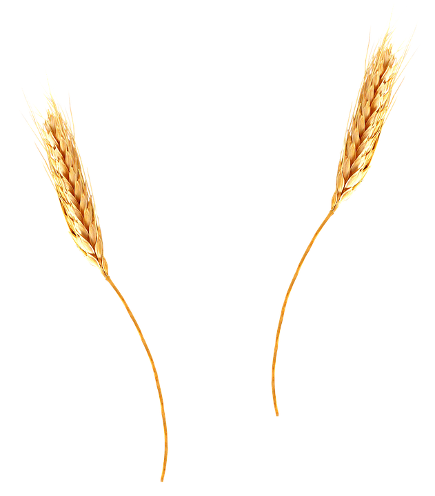 Du blé