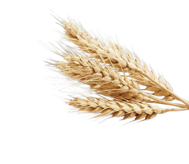 Du blé