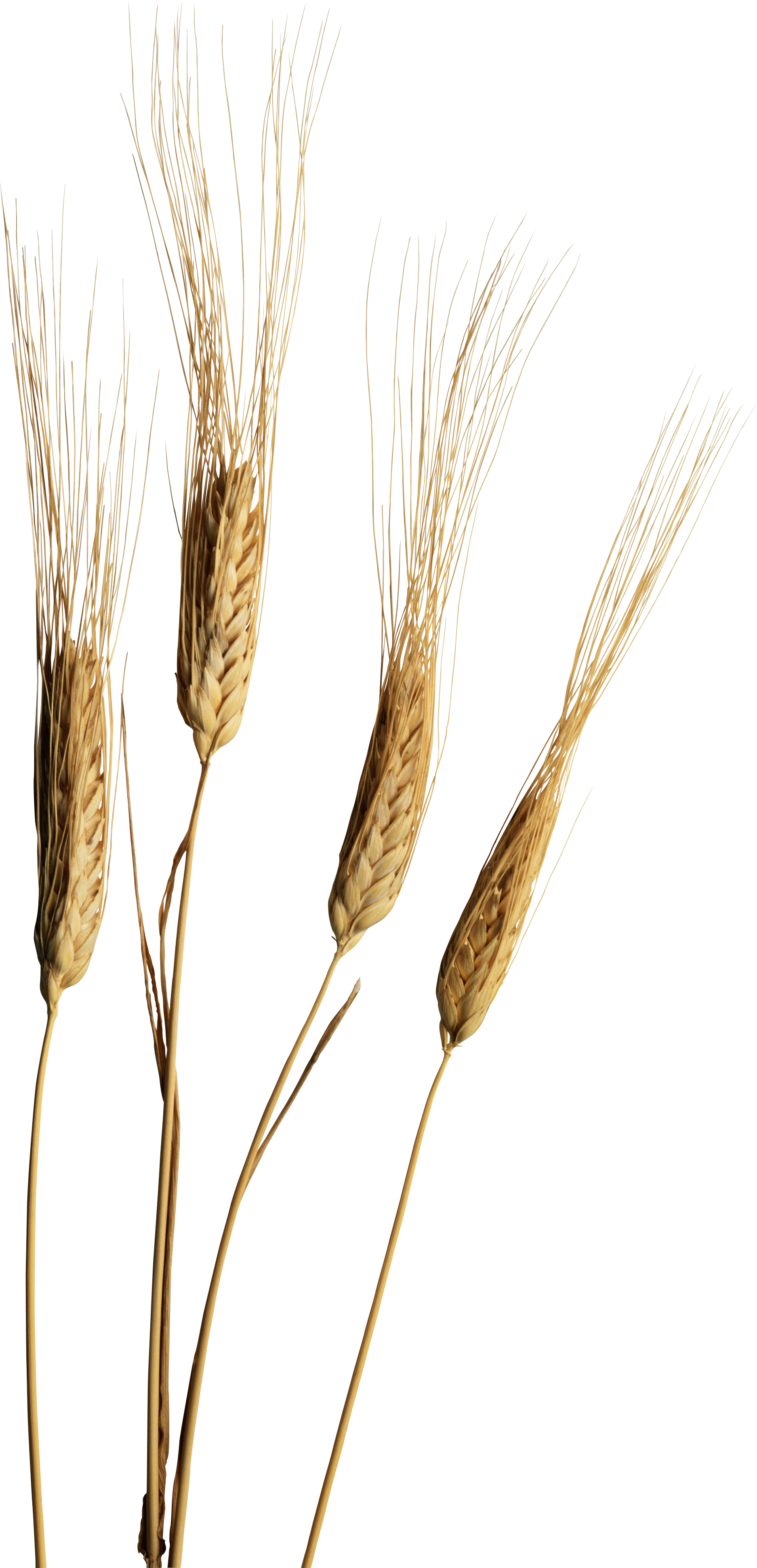 Buğday