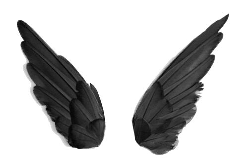 黑色翅膀