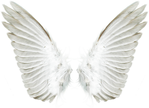 Białe skrzydła