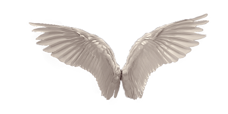Asas de anjo branco