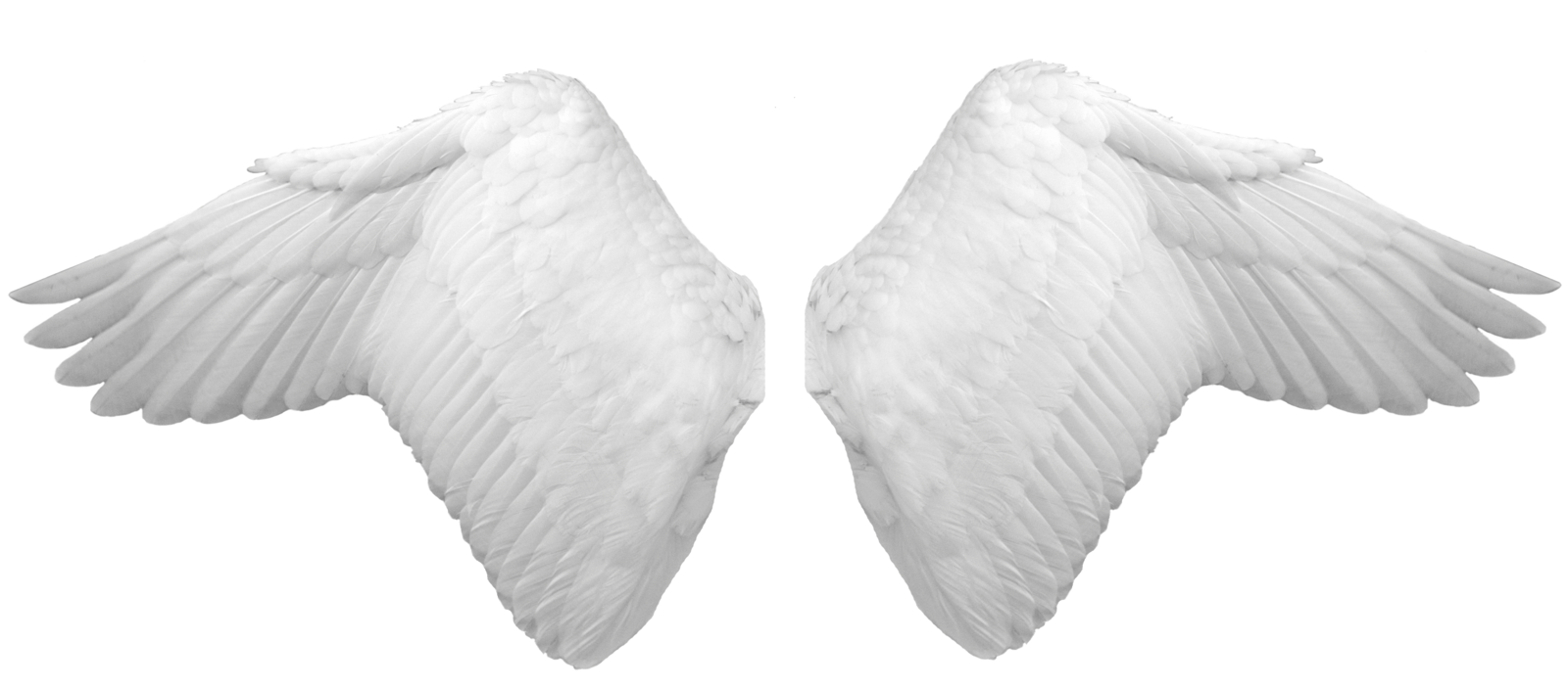 Flügel