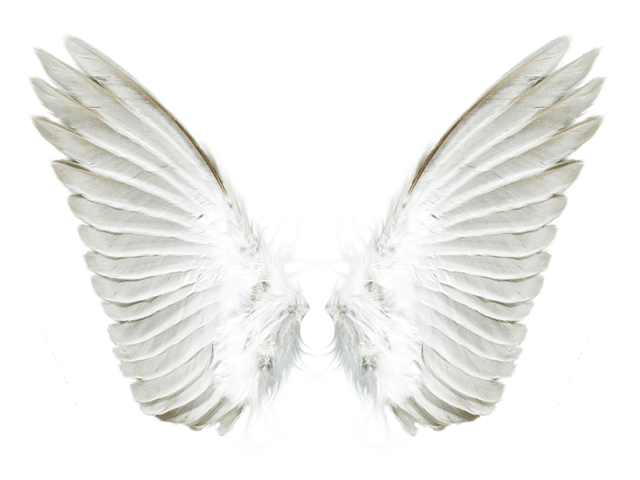 白色天使翅膀